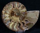 Beautiful Agatized Ammonite Pair #11015-2